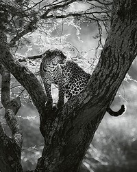 Leopard On Tree Wall Mural by  Brewster Wallcovering 