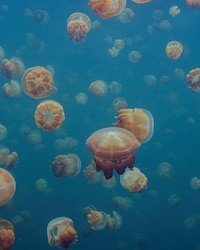 Jellyfish in the Deep Ocean Wall Mural by   