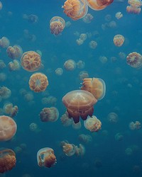 Jellyfish in the Deep Ocean Wall Mural by   