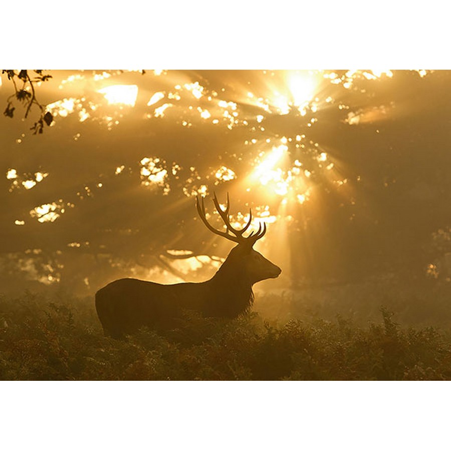 Sunset Stag Wall Mural Wallpaper