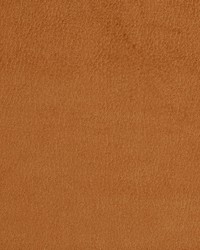 2920 Apricot  by  Stout 