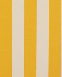 9544 Marigold Stripe by   