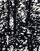 Schumacher Wallpaper WOODLAND NIGHT