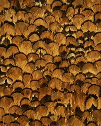 Limonite Apricot by  Schumacher Wallpaper 