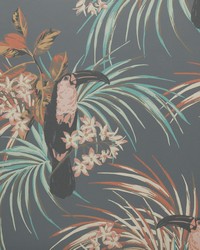 Le Toucan 05 Charcoal by   