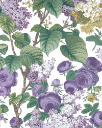 Floribunda 01 Lavender Dream by   