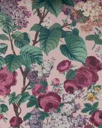 Floribunda 02 Blush by   