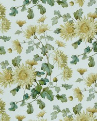 Charlotte 01 Primrose by   