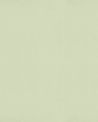 Ascent 23 Green Tea by   