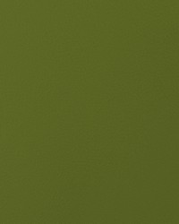 Envision 016 Kiwi by   