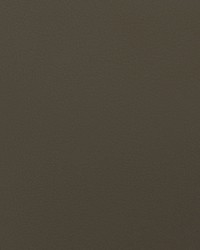 Envision 020 Nutmeg by   