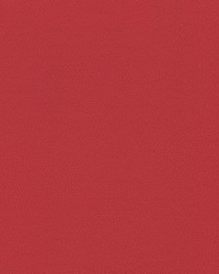 Independence Tomato by   