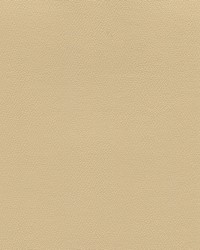 Independence Camel by   