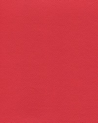 Independence Coral Commotion by   