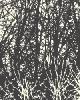 Schumacher Wallpaper BIRCHES BLACK/WHITE