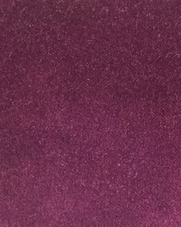 Sultan M1 Cyclamen by  Grey Watkins 