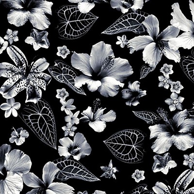 Scalamandre Honolulu Noir POP ROCK H0 00013498 White Multipurpose COTTON COTTON Tropical  Large Print Floral  Fabric