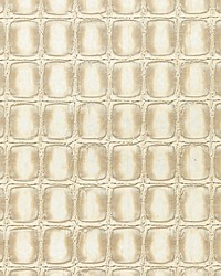 Tortoiseshell Champagne by   