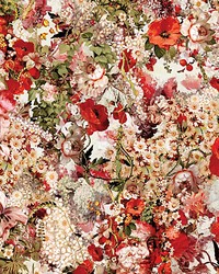 Celebration Multico by   