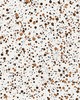 Scalamandre Wallcoverings SPATTER BROWN ON WHITE