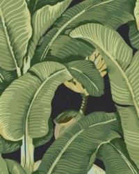 Hinson Palm Absinthe by   