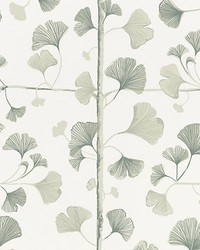 Ginkgo Light Green by  Scalamandre Wallcoverings 