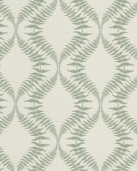 Contessa 1 Dewkist by  Stout 