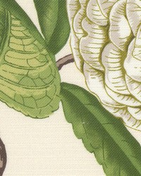 Cosset 1 Seedling by   