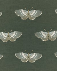 Enhance 4 Evergreen by  Stout 