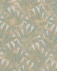 Madagascar 5 Cypress by   