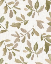 Notation 1 Pear by  Stout 