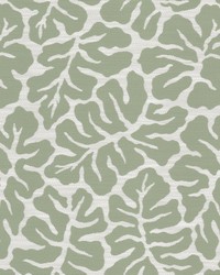 Oceanside 2 Aloe by  Stout 