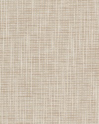 Patou 1 Shell by  Stout 