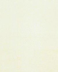 Validate 1 Ivory by  Stout 