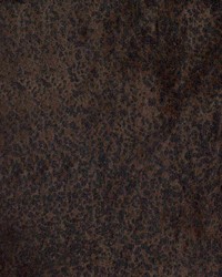 Cisco Chocolate by  Kasmir 