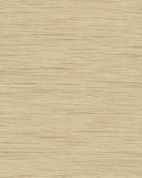 G250 Honey by  Kasmir 