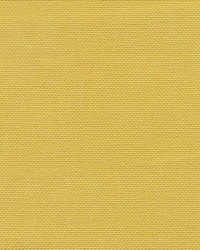 Kimberly Daffodil by   