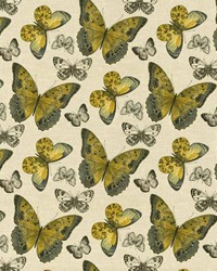 Mariposa Jardin Citron by  Kasmir 