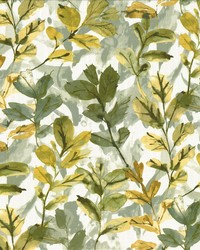 Alistair Eucalyptus by   