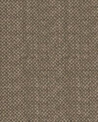 Gastel Fern by  Kasmir 