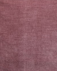 Worthy English Rose by   