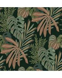 Alocasia Multicolor by   