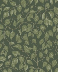 Hangbjork Evergreen by   