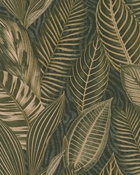 Acacius Dark Green by   