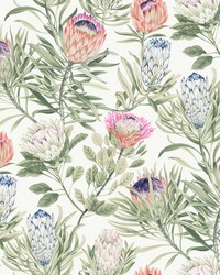 White and Fuchsia Protea Wallpaper by   