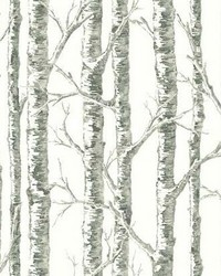 Paper Birch Wallpaper White Gray by  Warner 