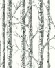 York Wallcovering Paper Birch Wallpaper Black/White