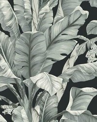 Banana Leaf Wallpaper Black White by   