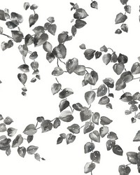 Creeping Fig Vine Wallpaper Black White by   