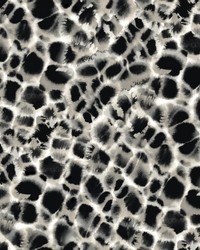 Leopard Rosettes Wallpaper Black Off White by   